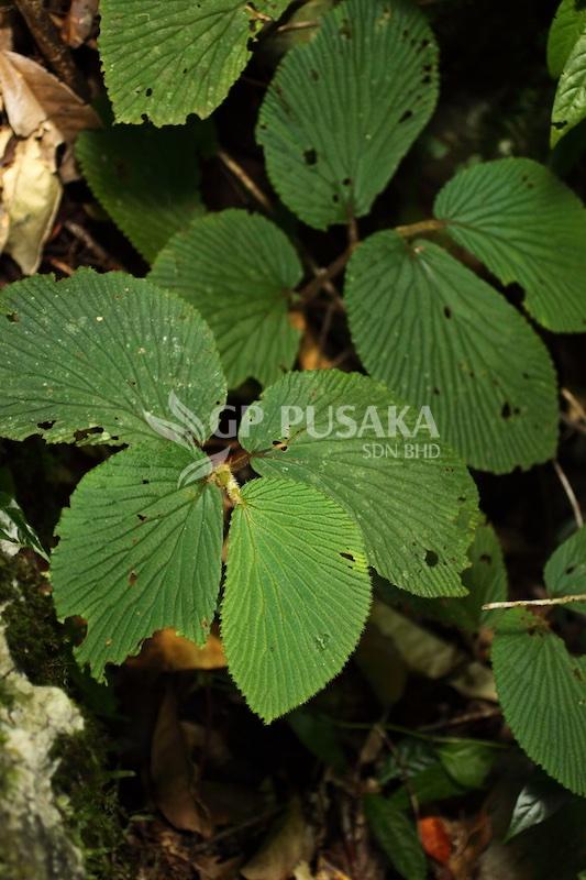 Begonia Sarangica