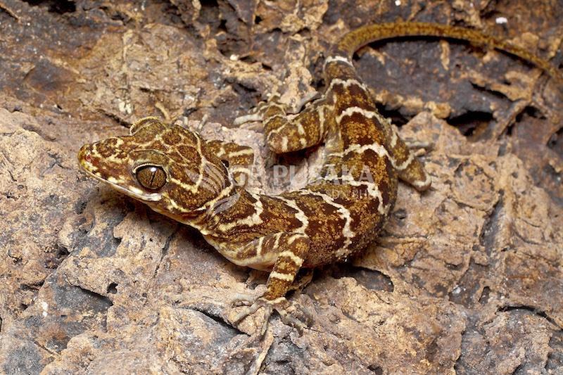 Cave gecko Bukit Sarang