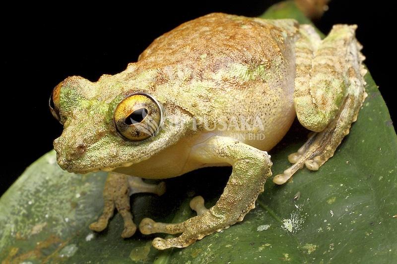 Rhacoporus Appendiculatus Bukit Sarang